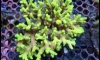 ¡鹵 Lps,Sps and Soft Corals (4qurizt 6/5/16) 