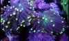 ¡鹵 Lps and Soft Corals (4qurizt 15/6/16) 