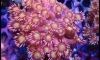 ¡鹵 Lps and Soft Corals (4qurizt 21/6/16) 