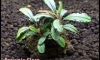 �Դ������ Bucephalandra Brownie Flora 㺹�� 100% ������ 