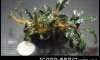��˹���: ���ૻ [Bucephalandra Dark velvet] 㺹�ӡ��ѧᵡ�ʹ��Ѻ