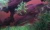 ��� ��ҡ�� ���� ��ҡ�ҧ��� ���١��ҡ�駢�� 