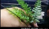 �Դ������ Hymenophyllaceae Indiana "new plant"����ҡ���Ѻ...1�鹤�Ѻ ^_^