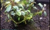 �Դ������ Bucephalandra MIdnight Blue 1 �ͧ��� �Ѵ�������͹ 