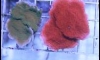  礤١ +++ ҧᨡ!!!!!! (ҤҹҷԵǤѺ)^^