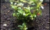 �Դ������ Bucephalandra Lamandau Mini 㺹�� 100% 1�ͧ��� 