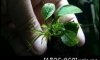 �Դ3������Ѻ.�Դ������ Anubias Pinto ᵡ˹��������..���������.1��͹��Ѻ..^_^