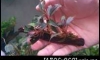 �Դ������Bucephalandra Pinky Mambo 1 �͹ �Դ4����