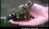 �Դ������Bucephalandra Kir royale ᵡ㺹�����Ǥ�Ѻ �Դ4������Ѻ