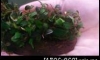 �Դ������Bucephalandra Brownie Series 㺹�� �Դ3����
