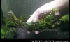 �Դ������Bucephalandra sp. ����Һ��¾ѹ��� ������4�͹��Ѻ