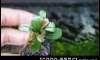 �Դ������ [Bucephalandra sp. Kir Royale] ��㺹�ӪѴ ��¹ �ʹ��ᴧʴ