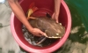 Redtail Catfish 䫵��˭� Ŵ�Ҥ�����