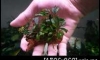 �Դ������ Bucephalandra Montleyana 㺹��