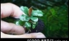 �Դ������ [Bucephalandra sp. Kir Royale] ��㺹�ӪѴ ��¹ �ʹ��ᴧʴ