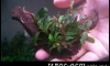 �Դ������Bucephalandra Kir royal ����1�͹ 
