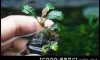 �Դ������ Bucephalandra sp. "Kir. Royal" ᵡ㺹������͹ʴ��