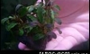 �Դ������Bucephalandra Kir royal 㺹���������ء�����