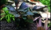 �Դ������ Bucephalandra Royal blue �Դ�ѹ��� 31/7/59
