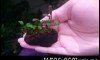 �Դ������Bucephalandra Kir royal 㺹�� �ѹ��͹�Թ