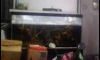 ��µ���� 48" �������