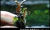 �Դ������ Bucephalandra sp. Paris 㺹���͡�շء�ʹ 4�ʹ 㹪ش����^^"