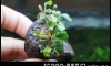 �Դ������ Bucephalandra sp. Brownie Brown 㺹���͡��ӵ����͹���Ƿء�ʹ��Ѻ ^^"