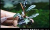 Bucephalandra sp. "Dark Velvet" 㺹���͡��ӵ������ͺ����Թ����ó� 