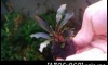 �Դ������Bucephalandra Brownie Helena �Դ 4 ���� ��ҹ���ա�͹�Ф�Ѻ