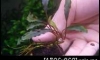 �Դ������Bucephalandra Dark kedagang 1�鹤�Ѻ 