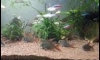 ��»�� �� Corydoras   ʺ���ع���µ���Ѻ