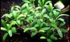 �Դ������ Bucephalandra Super Red ��������¡��ͧ�������ա � �Ѵ�˭������� ��