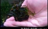 �Դ������ Bucephalandra Midnight Brown �ѹ�Թ