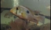 ��� geophagus brasiliensis Ŵ�����400
