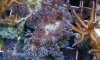 birdnest hammer bluestar ...
