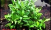 �Դ������ Bucephalandra Super Red ������ ����� ����