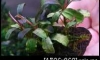 �Դ������Bucephalandra Kir royal 㺹�� �ѹ��͹�Թ