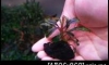 �Դ������ Bucephalandra Dark Velvet