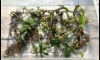 �Դ������ Bucephalandra Bucep Mix �繵���ش�ҡ�� 1 ���ͧ MK