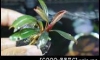 �Դ������ : Bucephalandra pygmaea "Kapit" 㺹���͡������Ѵਹ �ʹ�ӵ���ᴧʴ