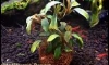 �Դ������ Bucephalandra Motleyana Brown �Դ�Թ���ѧ⵴�㺹�� 1��