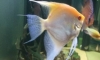 ����Ǵ���͡��ᴧ ��Ҵ����ҳ 6 ���� 