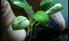 �Դ4������Ѻ..�Դ������ Anubias Milky way ����..1��͹��Ѻ^_^