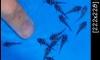 �� L-46 �պ����١㹤�Ѻ ��Ҵ 4-5cm.�ʹռ������������觹͡���������ä�Ѻ