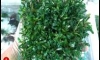 Sale !! Bucephalandra Super Red 
