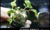 ]�Դ������ Bucephalandra River Blue 㺹�ӷء� ���㺢�鹪Ѵ�ء���