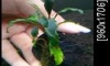 �Դ������ Bucephalandra Green scoutlight 