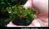 �Դ������Bucephalandra Black Carpet 㺹���