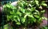�Դ������ Bucephalandra Super Red 㺺��ա�ѡ 1 ����� 