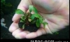�Դ������ Bucephalandra Brownie Helena + Emerald 